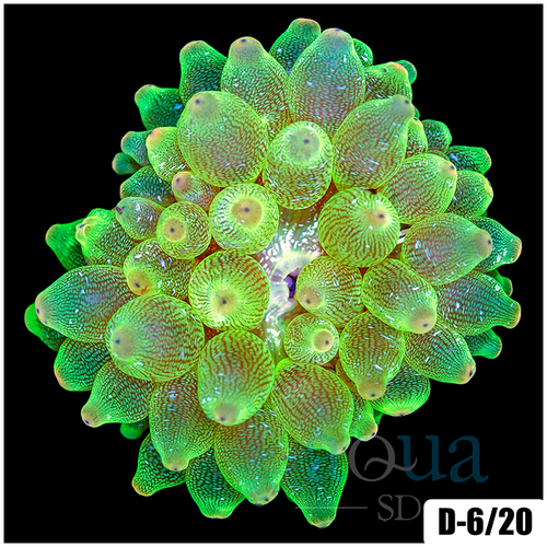 Acid Wash Bubble Tip Anemone