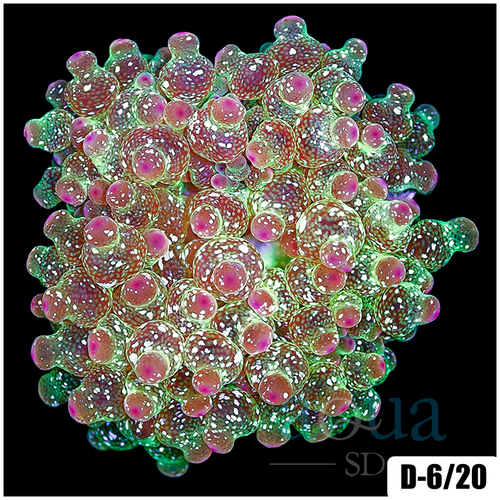 Acid Wash Bubble Tip Anemone