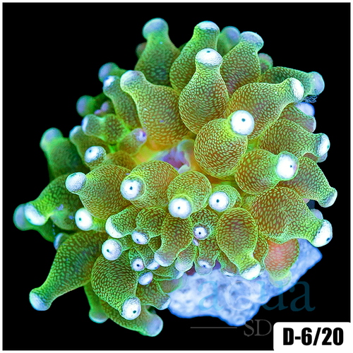 White Tip Bubble Tip Anemone