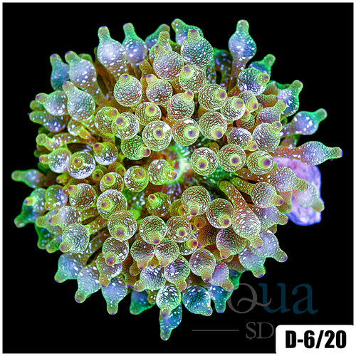 Acid Wash Bubble Tip Anemone