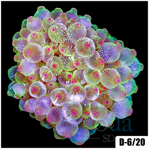 Acid Wash Bubble Tip Anemone