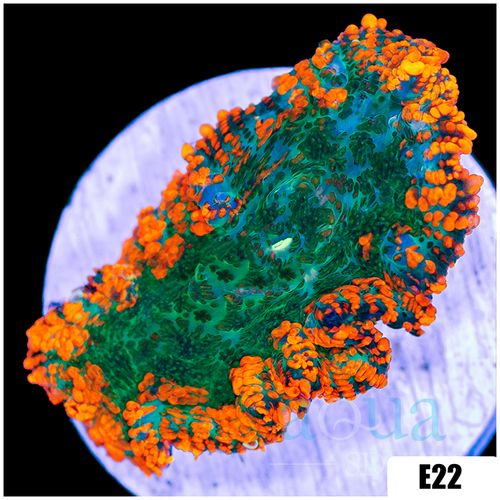 ASD Flamethrower Rhodactis Mushroom