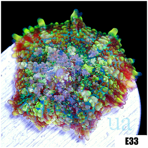 ASD Confetti Rhodactis