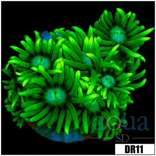 Neon Star Goniopora