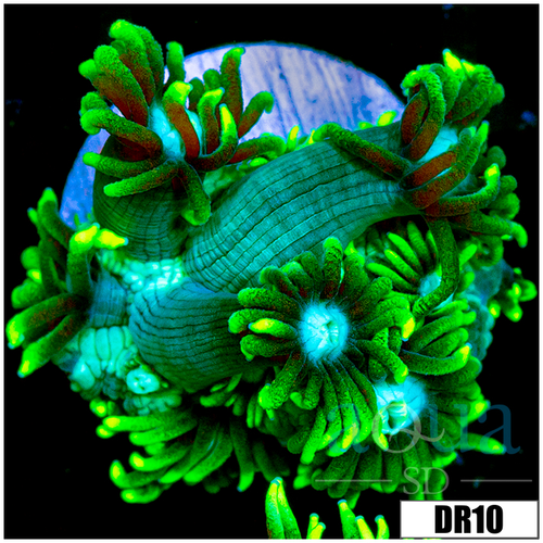 Neon Star Goniopora