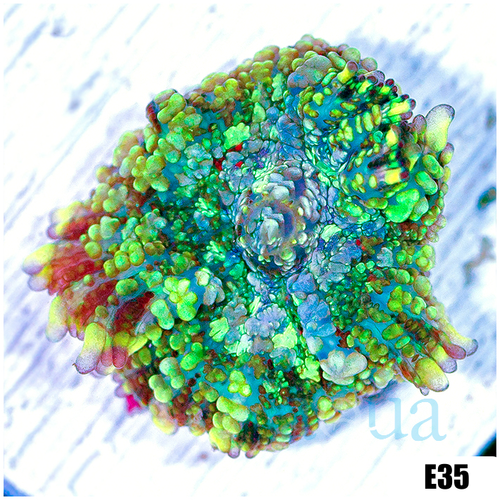 ASD Confetti Rhodactis