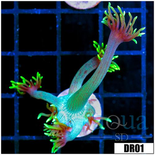 Neon Star Goniopora