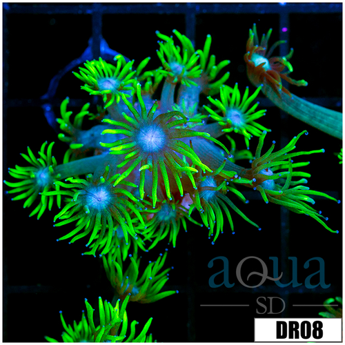Neon Star Goniopora