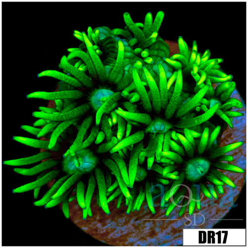 Neon Star Goniopora