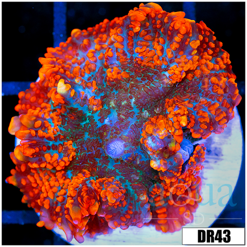 ASD Flamethrower Rhodactis Mushroom