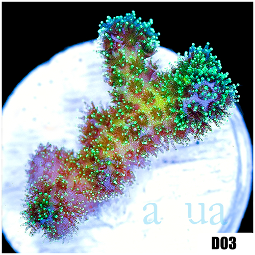 Nuclear Poccilipora