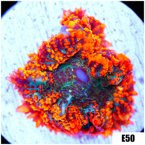 ASD Flamethrower Rhodactis Mushroom