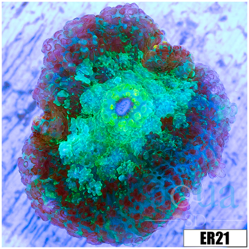 Acid Pool Rhodactis