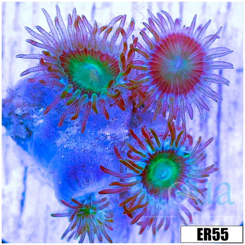 Emerald Eyes Zoanthids