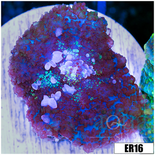 Snowflake Rhodactis Mushroom