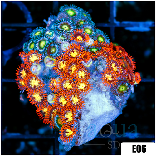 Combo Zoanthids Chunk