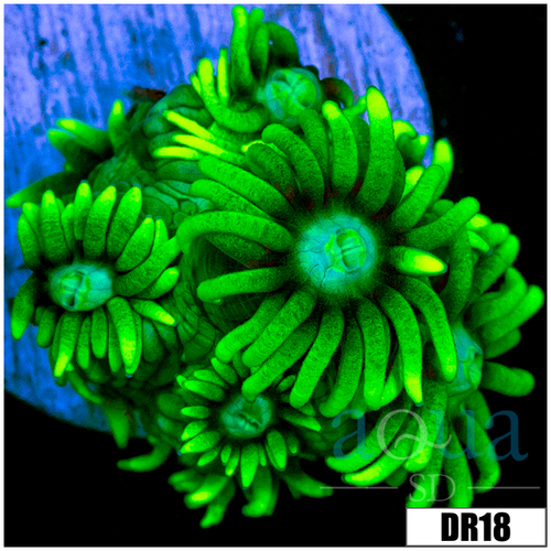 Neon Star Goniopora