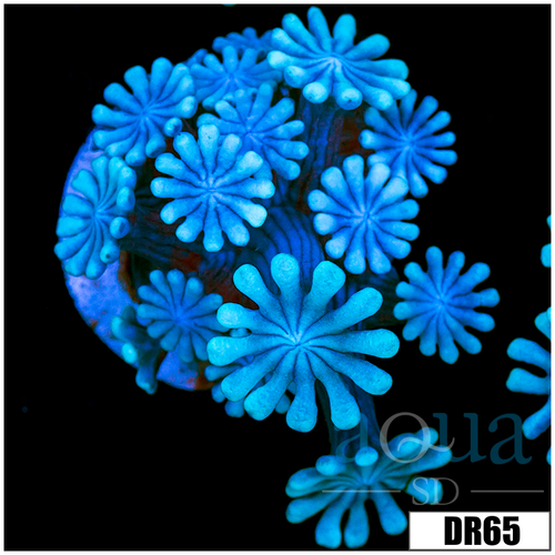 Ice Petals Alveopora
