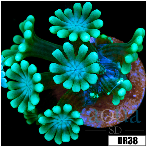 Green Petals Alveopora