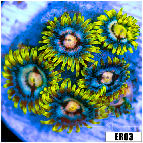 ASD Laser Lemon Zoanthids