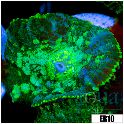 ASD Enchanted Forest Rhodactis
