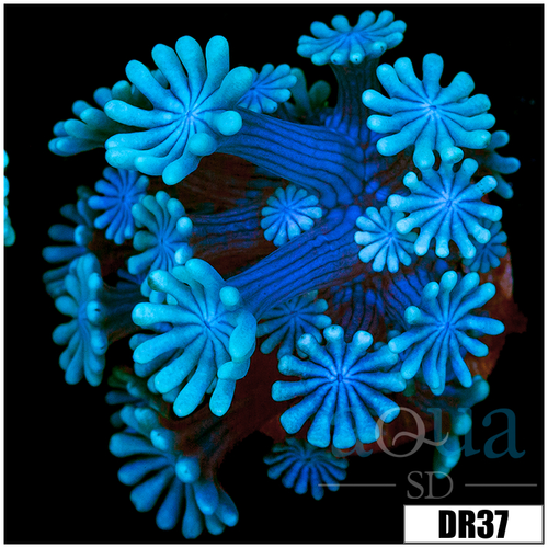 Ice Petals Alveopora