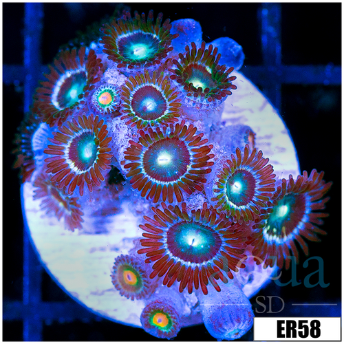 Emerald Eyes Zoanthids