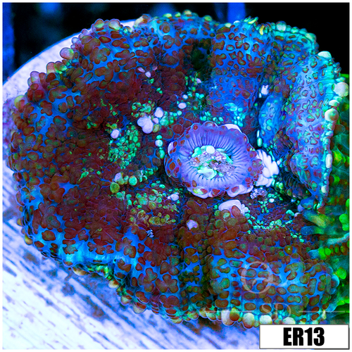 Snowflake Rhodactis Mushroom