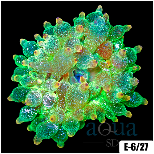 Acid Wash Bubble Tip Anemone