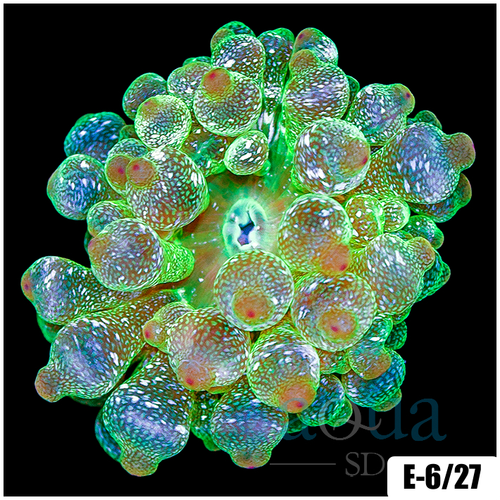 Acid Wash Bubble Tip Anemone