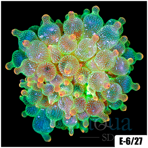 Acid Wash Bubble Tip Anemone