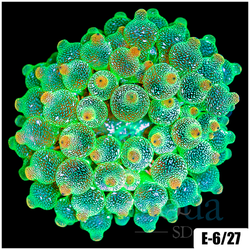Acid Wash Bubble Tip Anemone