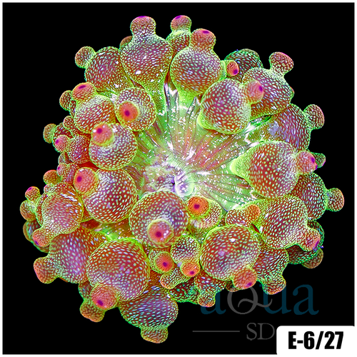 Acid Wash Bubble Tip Anemone