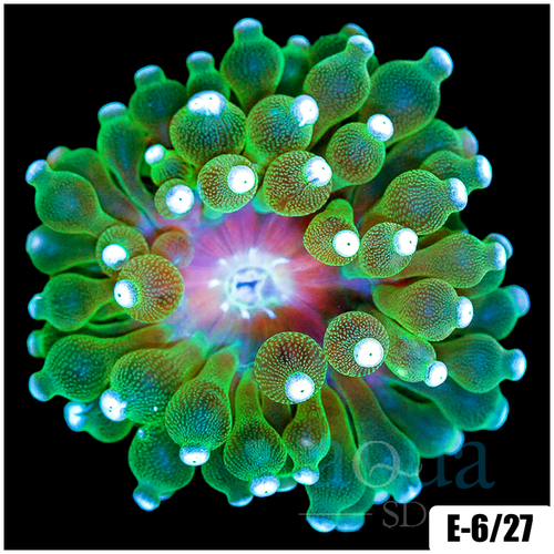 White Tip Bubble Tip Anemone