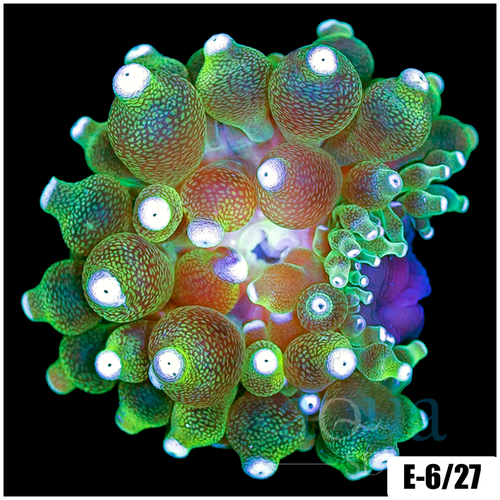 White Tip Bubble Tip Anemone