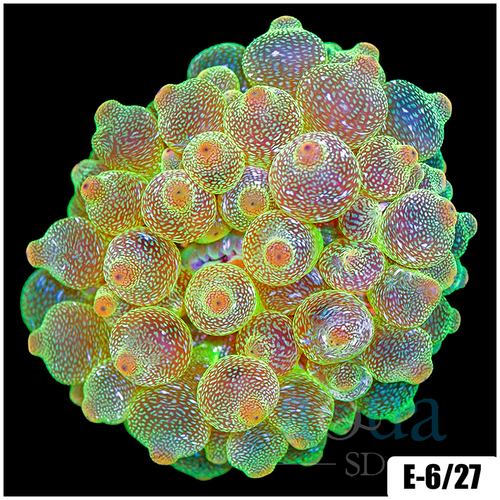 Acid Wash Bubble Tip Anemone