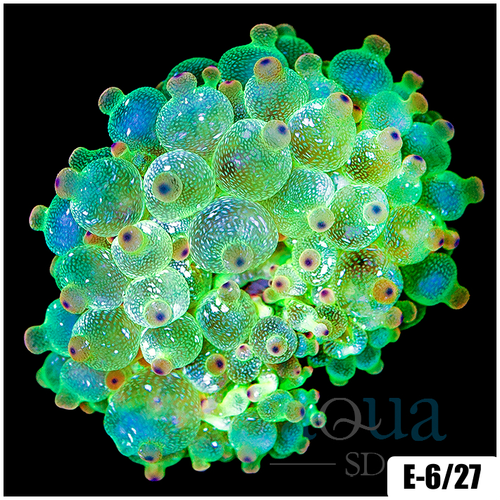 Acid Wash Bubble Tip Anemone