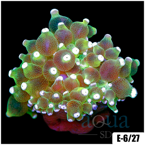 White Tip Bubble Tip Anemone