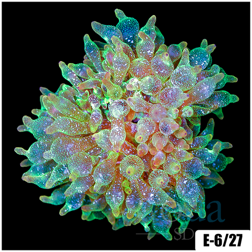 Acid Wash Bubble Tip Anemone