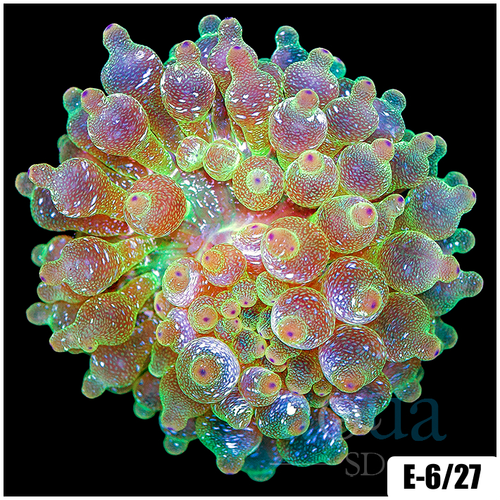 Acid Wash Bubble Tip Anemone