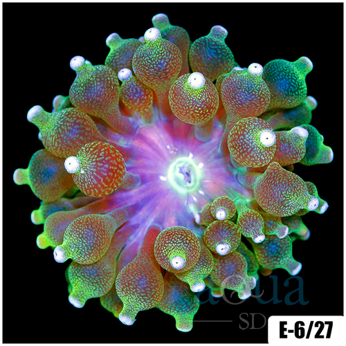 White Tip Bubble Tip Anemone