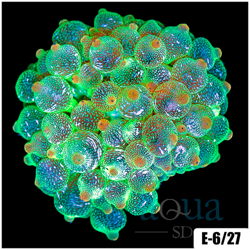 Acid Wash Bubble Tip Anemone