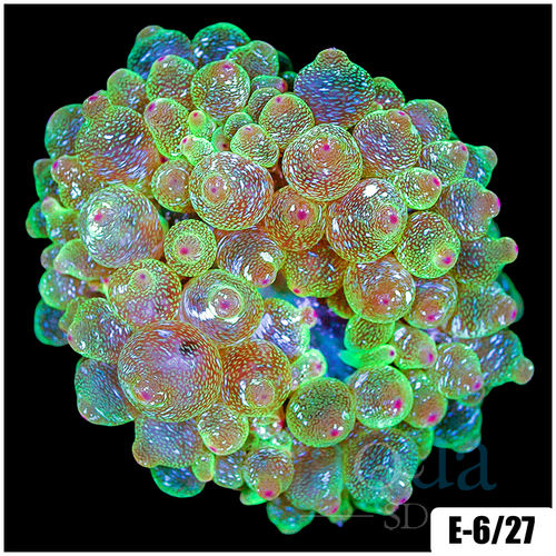 Acid Wash Bubble Tip Anemone