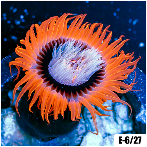 Flaming Tube Anemone