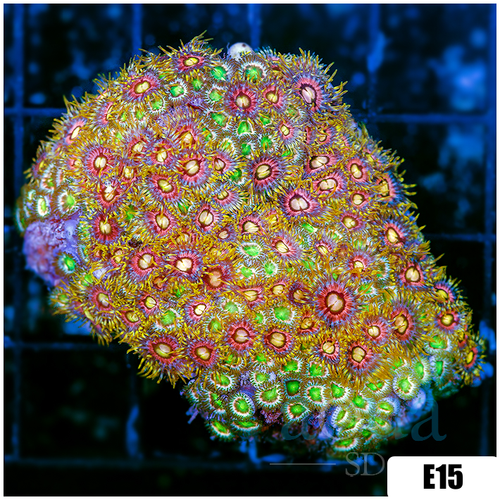 Combo Zoanthids Garden
