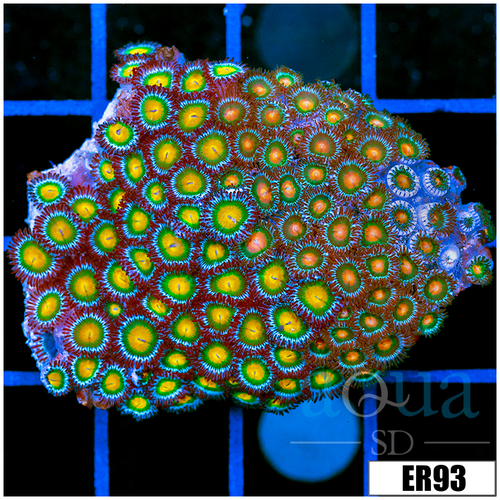 Gator Eyes Zoanthids Chunk
