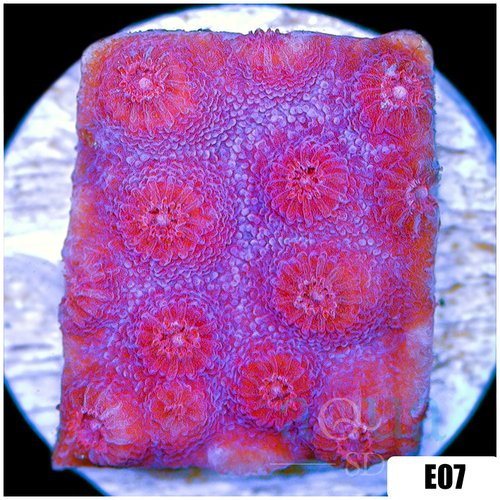 Grape Cyphastrea
