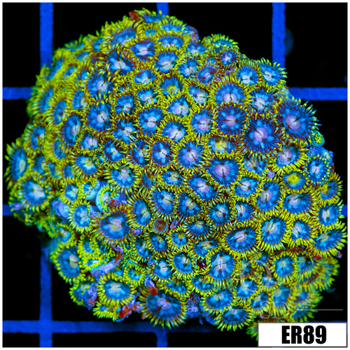 ASD Reverse AOI Zoanthids Chunk