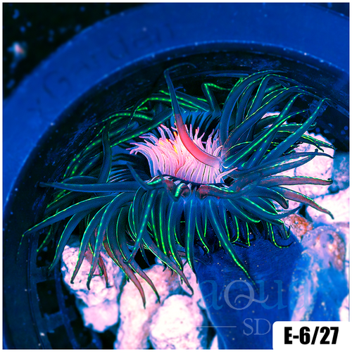 ASD Pink Core Tube Anemones