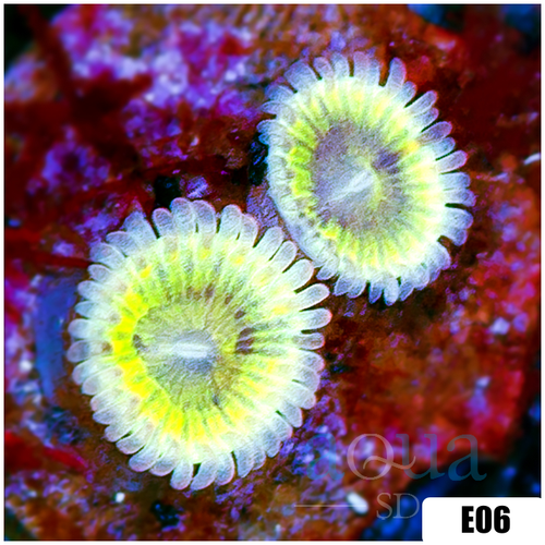 ASD Chiquita Zoanthids